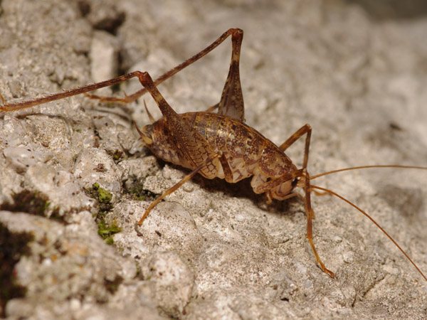 Troglophilus, Rhaphidophoridae, Bosnia-Erzegovina, 05.2011